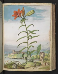 Lilium bulbiferum: Une plante à pétales rouges, de "Paintings of Flora of the Roman States" par Gherardo Cibo