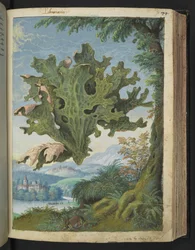 Lobaria pulmonaria (Pulmonaire), de "Peintures de la flore des États romains" par Gherardo Cibo