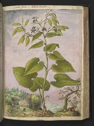 Lunaria redivivia, de "Paintings of Flora of the Roman States" par Gherardo Cibo