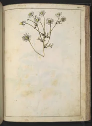 Matricaria chamomilla (Camomille), de "Peintures de la flore des États romains" par Gherardo Cibo, Add MS 22333, f163r, c.1564-84