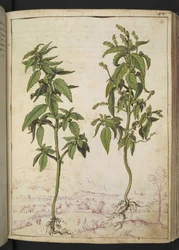 Mercurialis annua, de "Paintings of Flora of the Roman States" par Gherardo Cibo