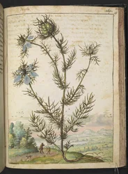 Nigella damascena, de "Peintures de la flore des États romains" par Gherardo Cibo