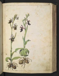 Orchis: Une plante aux fleurs blanches et roses, de "Paintings of Flora of the Roman States" par Gherardo Cibo