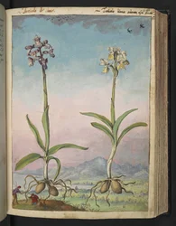 Orchis pallens: Deux plantes à fleurs, de "Paintings of Flora of the Roman States" par Gherardo Cibo
