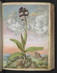 Orchis serapias, de "Paintings of Flora of the Roman States" par Gherardo Cibo
