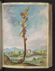 Orobanche gracilis, de "Peintures de la flore des États romains" par Gherardo Cibo, Add MS 22333, f070r, c.1564-84