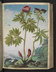 Paeonia officinalis, de "Peintures de la flore des États romains" par Gherardo Cibo