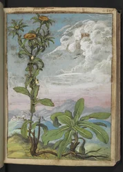 Pallenis spinosa, de "Peintures de la flore des États romains" par Gherardo Cibo