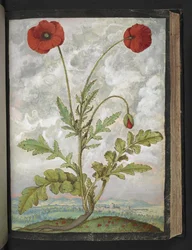 Papaver rhoeas (Coquelicots), de "Peintures de la flore des États romains" par Gherardo Cibo, Add MS 22333, f107r, c.1564-84