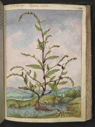 Persicaria hydropiper, de "Peintures de la flore des États romains" par Gherardo Cibo, Add MS 22333, f152r, c.1564-84