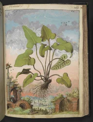 Phyllitis hemionitis, de "Peintures de la flore des États romains" par Gherardo Cibo, Add MS 22333, f143r, c.1564-84