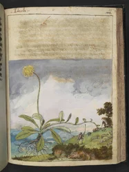 Pilosella officinarum, de 