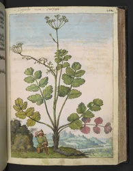 Pimpinella major, de "Peintures de la flore des États romains" par Gherardo Cibo, Add MS 22333, f100r, c.1564-84