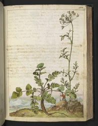 Pimpinella saxifraga, de "Paintings of Flora of the Roman States" par Gherardo Cibo