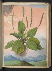 Plantago major, de "Paintings of Flora of the Roman States" par Gherardo Cibo