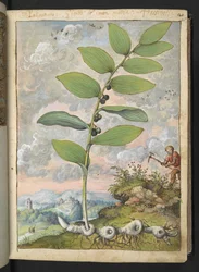Polygonatum odoratum : Une plante. Un homme avec une pioche, de 
