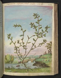 Polygonum aviculare, de "Peintures de la flore des États romains" par Gherardo Cibo