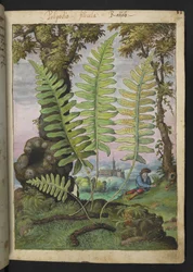 Polypodium, de "Paintings of Flora of the Roman States" par Gherardo Cibo