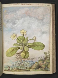 Primula vulgaris, de "Peintures de la flore des États romains" par Gherardo Cibo, Add MS 22333, f128r, c.1564-84