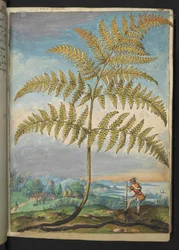 Pteridium aquilinium : une fougère, de "Paintings of Flora of the Roman States" par Gherardo Cibo