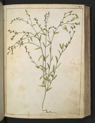 Ranunculus bulbosus: Une plante à fleurs jaunes, de "Paintings of Flora of the Roman States" par Gherardo Cibo