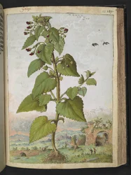 Scrophularia peregrina, de "Peintures de la flore des États romains" par Gherardo Cibo
