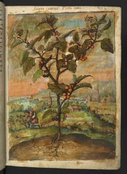 Solanum nigrum: Une plante avec des fruits orange, de 
