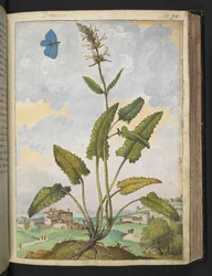 Stachys officinalis, de "Paintings of Flora of the Roman States" par Gherardo Cibo