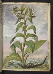 Symphytum officinale (Consoude), de "Peintures de la flore des États romains" par Gherardo Cibo
