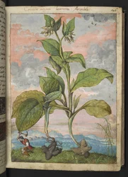 Symphytum tuberosum, de 