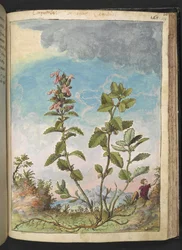 Teucrium chamaedrys (Germandrée petit-chêne), de 