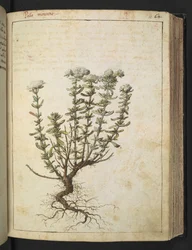 Teucrium montanum, de 