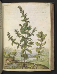 Teucrium scordium, de "Paintings of Flora of the Roman States" par Gherardo Cibo