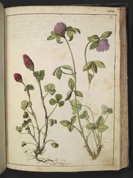 Trifolium incarnatum & Trifolium pratens, de "Paintings of Flora of the Roman States" par Gherardo Cibo