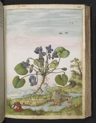 Viola odorata, de "Peintures de la flore des États romains" par Gherardo Cibo, Add MS 22333, f104r, c.1564-84