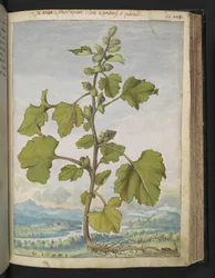 Xanthium strumarium, de "Paintings of Flora of the Roman States" par Gherardo Cibo