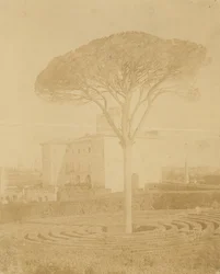 [Arbre dans le jardin formel devant le Palazzo], 1860s-70s