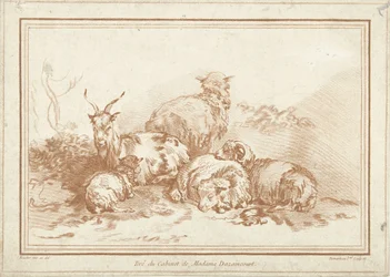 Moutons et chèvre couchés