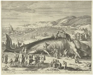 Baleine échouée à Berckhey, 1598