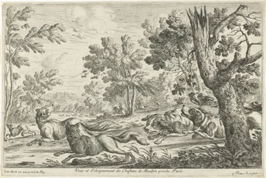 Chasse au renard