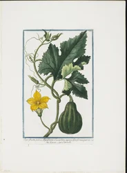 Impression végétale, de Hortus Romanus, Vol. I ou II, 1772-93