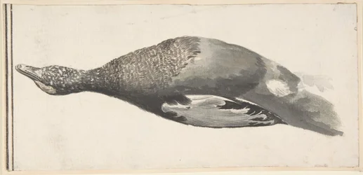 Canard mort, 1685-1755