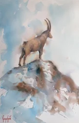 Le majestueux bouquetin des Alpes