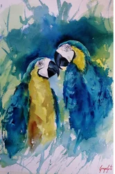 Des aras aux couleurs éclatantes