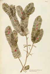 If européen (Taxus baccata), Taxaceae par Giovanni Antonio Bottione