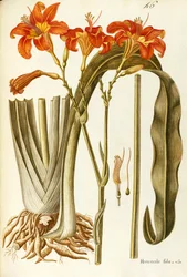 Hémérocalle orange (Hemerocallis fulva), Liliaceae par Giovanni Antonio Bottione