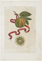 Aurantium Virgatum, de Hesperides, 1646