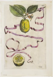 Idem Aurantium Limonis Effigle, de Hesperides, 1646