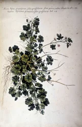 Alcea Afra - Dans « Historia botanica pratica, seu plantarum, quae ad usum medianae pertinent, nomenclatura, descriptio et virtutes... » par Giovanni Battista Morandi (? - 1761)