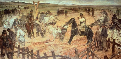 Marquage des jeunes taureaux en Maremma